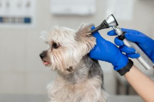 Die Untersuchung des Ohres mit einem Otoskop bei einem Hund in einer Tierarztpraxis