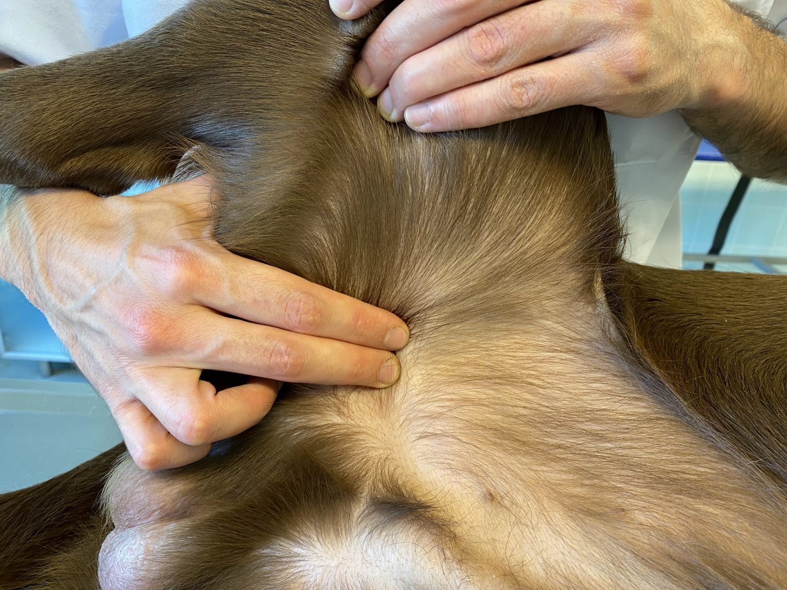 Normal Values for Dogs and Cats - PETSVETCHECK