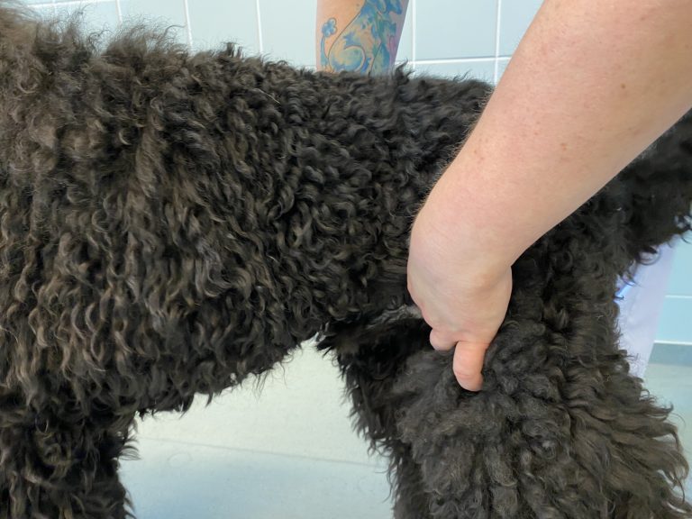 Normal Values for Dogs and Cats - PETSVETCHECK